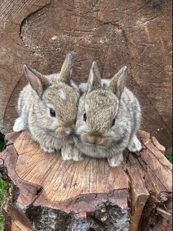 Image 1 of Lovely litter of Netherland dwarf baby rabbits.