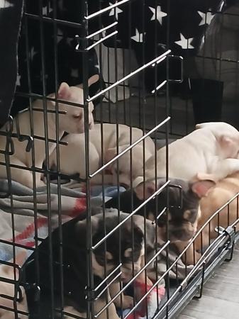 Image 3 of French bulldog puppies for sale