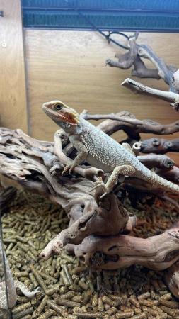 Image 7 of Bearded Dragons Special Offer for Grown on Juvenile dragons