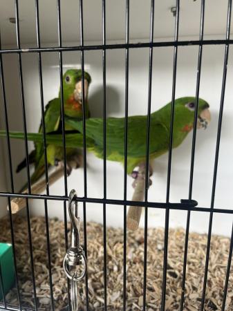 Image 2 of 2 pairs Red throated conures