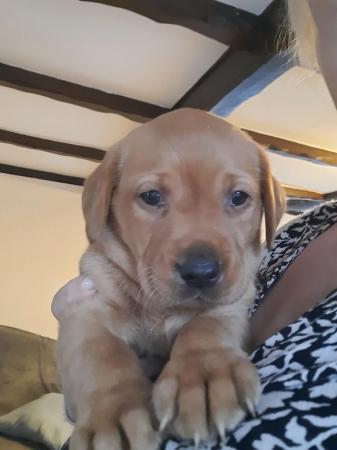 Image 2 of Ready for half chunky fox red labrador puppies ready end may