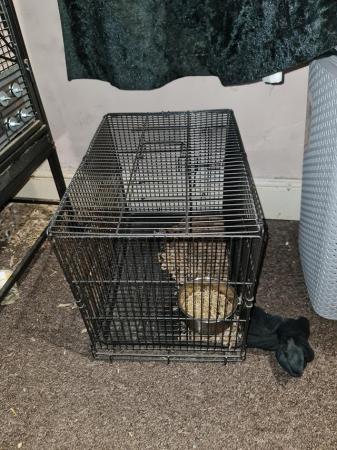 Image 1 of 2 degus to be rehomed they are brothers