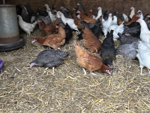 Preview of the first image of P O L hybrid pullets various colours.