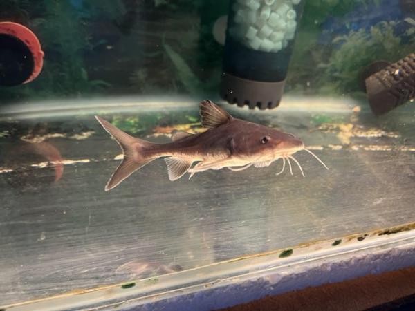 Image 3 of Stormii cat fish needing new homes ! 3 available
