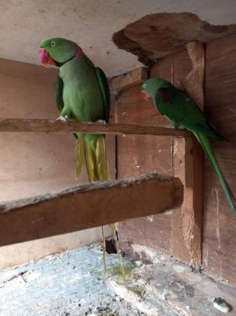 Image 5 of Alexandrine pair for sale