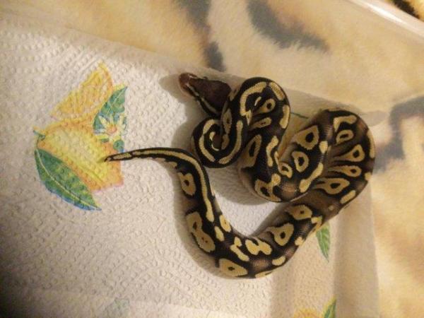 Image 4 of Royal python female pastel mojave het ghost
