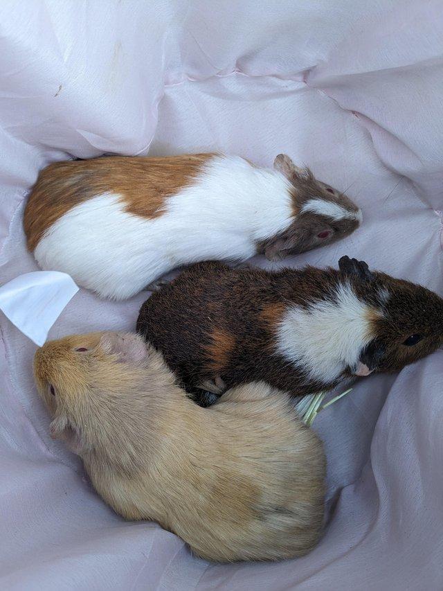 Preview of the first image of Male and female guinea pigs ready now.