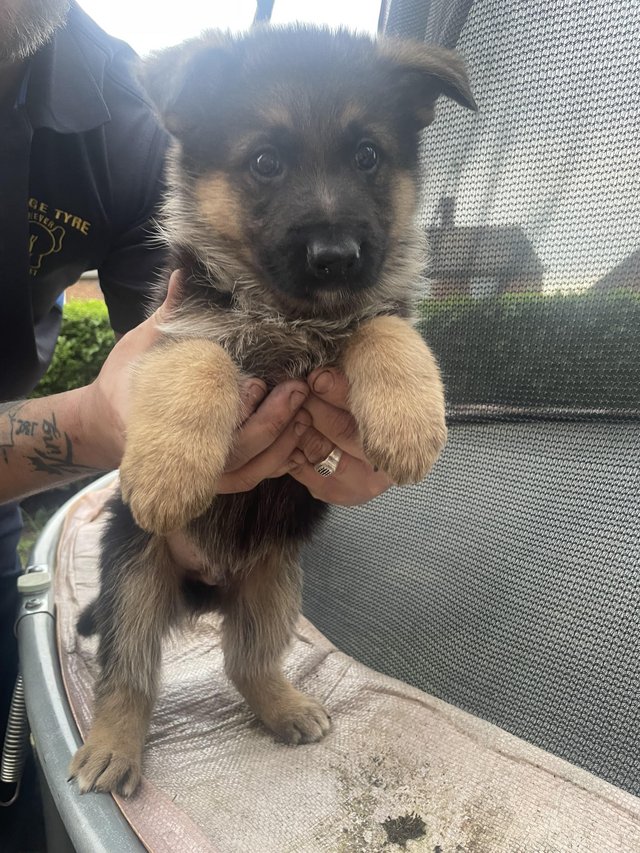 Preview of the first image of German shepherd puppies 1 GIRL LEFT kc registered.