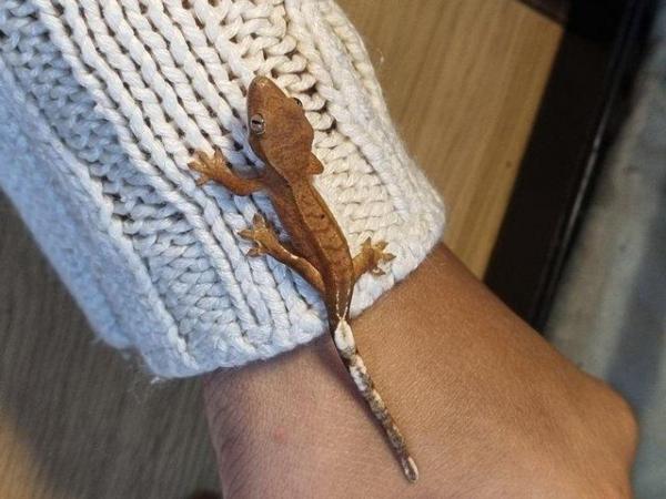 Image 20 of Beautiful baby Crested Geckos! Only 2 LEFT