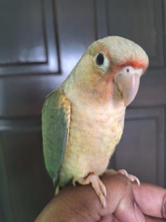 Image 5 of Hand reared turquoise pineapple green cheek conure - Male