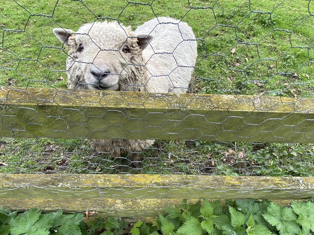 Preview of the first image of Pedigree Southdown Shearling Ram.