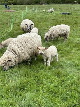 Image 2 of Ewes with lambs at foot for sale