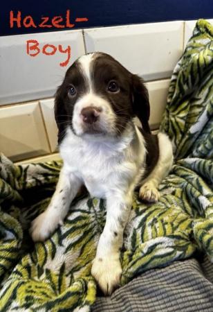 Image 13 of READY NOW Fabulous English springer puppies