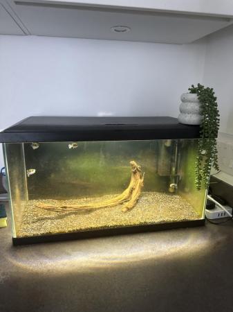 Image 1 of Puffer fish and fish tank