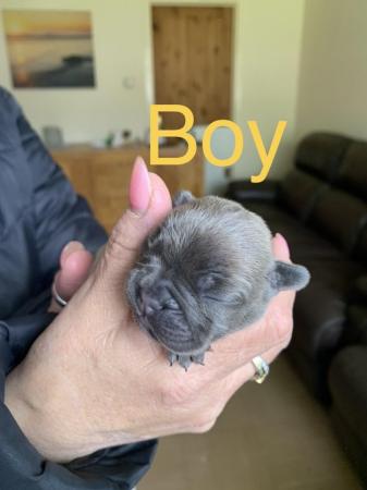 Image 5 of French bulldog puppies stunning blue light fawn