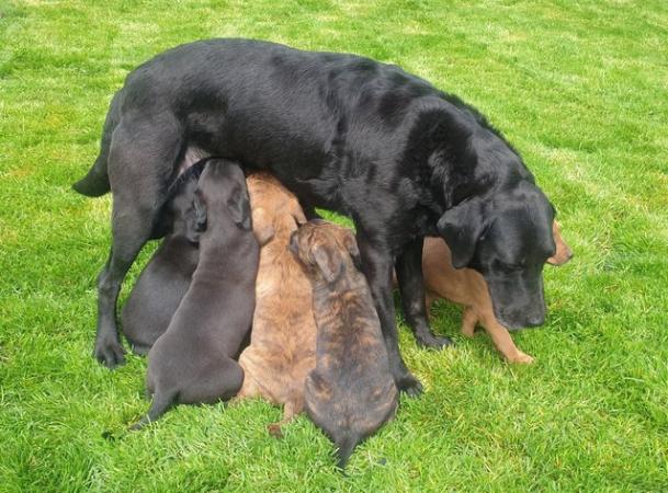 Image 2 of Labrador cross 9 week old pups 3 girls 1 boy