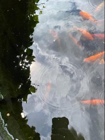 Image 3 of Outdoor goldfish, Comets and Shubunkins for sale