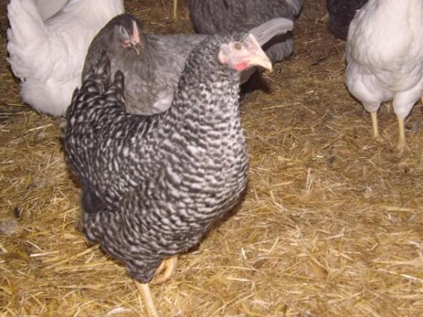 Image 2 of For Sale Speckledies Pullets/Hens