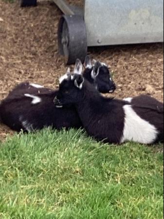 Image 3 of Baby Pygmy goats for sale