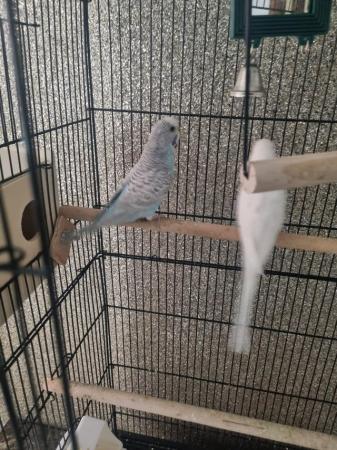 Image 5 of 3 Budgies for sale with cage
