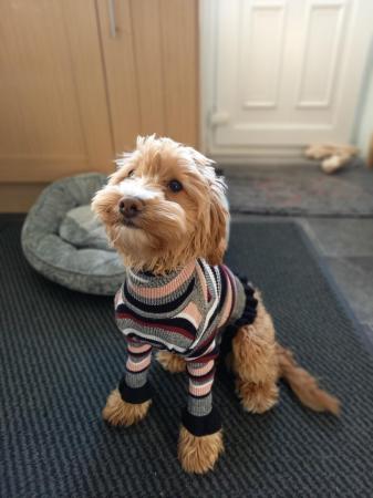 Poodle puppies for sale in Birmingham, West Midlands – 1 year old - Image 2 of 12