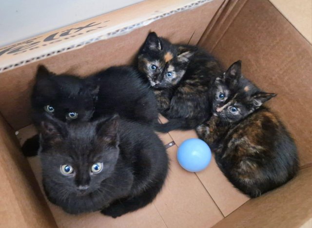 Preview of the first image of 9 weeks old kittens - 2 black males, 2 tortoiseshell females.