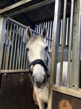 Image 1 of Amazing Connie x tb for loan to stay at current yard