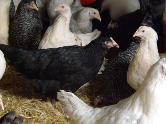 Image 3 of Various POL Pullets For Sale