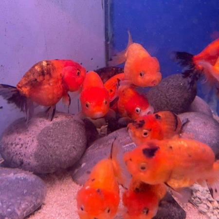 Image 7 of FANCY GOLDFISH - LOTS TOO CHOOSE FROM