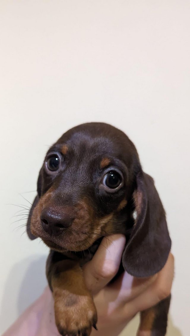 Preloved hot sale miniature dachshund