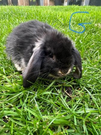 Image 10 of Male and Female Mini Lop Rabbits For Sale