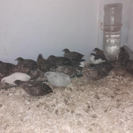 Image 5 of Quality Chinese quail for sale