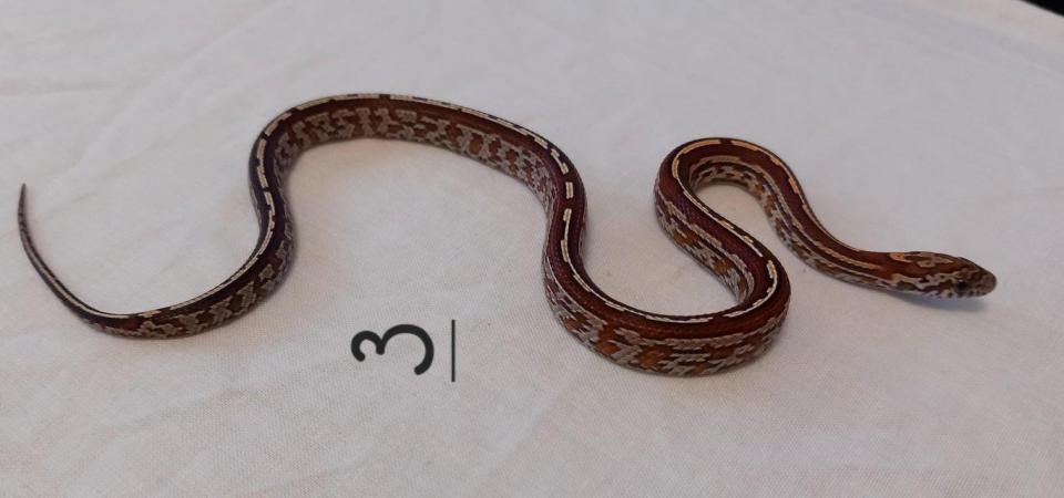 Image 8 of Lavender corn snake clutch with multiple hets