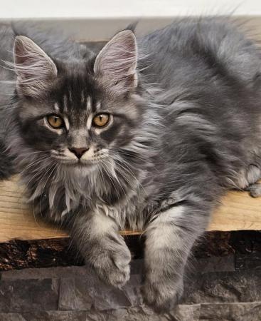 Image 6 of MAINE COON TICA REGISTERED KITTENS FOR SALE