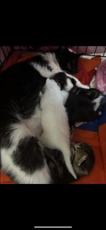 Image 5 of Kittens.. 2 females -2 males