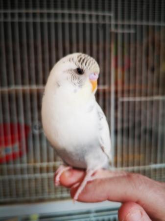 Image 14 of Baby hand tamed budgies for sale