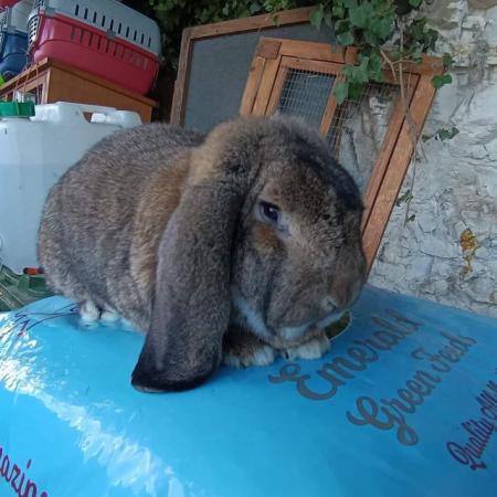 Image 7 of French lop breeding rabbits show type. Two trios chinchilla