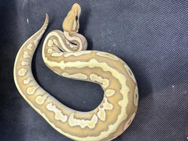 Image 8 of Royal pythons from £60 upto £250