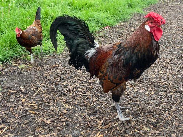 Preview of the first image of Very rare breed old English Pheasant Fowl cockerel 7 months.