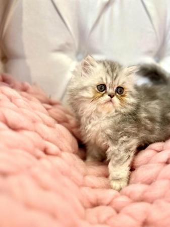 Image 23 of **Stunning 5 generation pedigree Persian kittens**