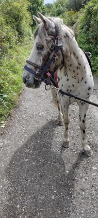 Image 3 of 13 hh pretty spotted gelding for sale