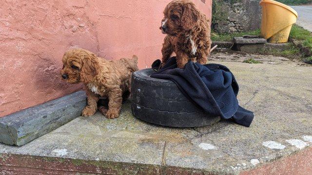 Image 10 of Gorgeous F1 toy cavapoo puppies - price reduced