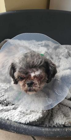 Image 3 of PIXIE IS A VERY SWEET STEADY 5YR OLD SHIH TZU GIRL