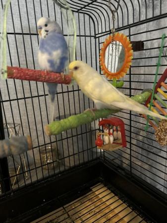 Image 4 of 2 young semi tame budgies with swinging cage