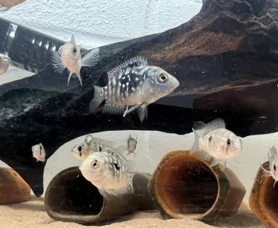 Image 5 of Various tropical fish for sale