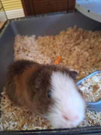 Image 2 of Male guinea pig 12 months old