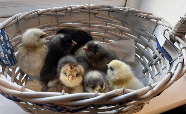 Image 1 of Gorgeous little chicks (unsexed)