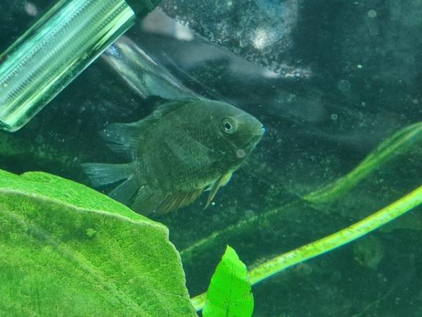 Image 3 of Green Neck SEVERUM Fish