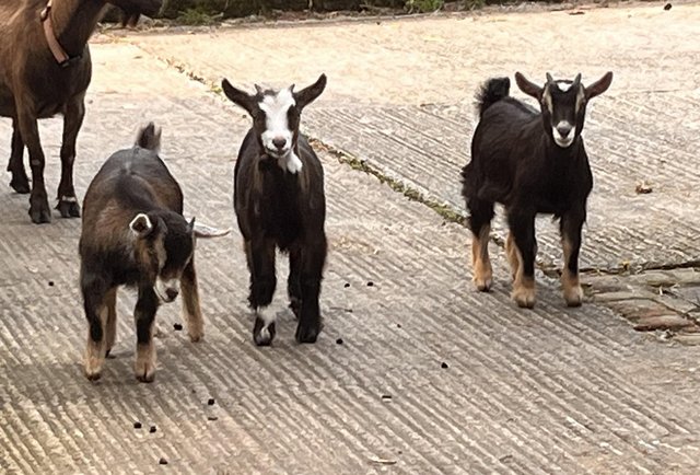 Image 2 of 12 Week old Pygmy goats ready for a new home