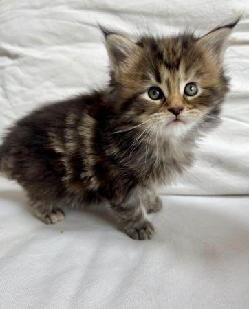 Image 4 of Reserved! Beautiful female Maine Coon kitten ready now!